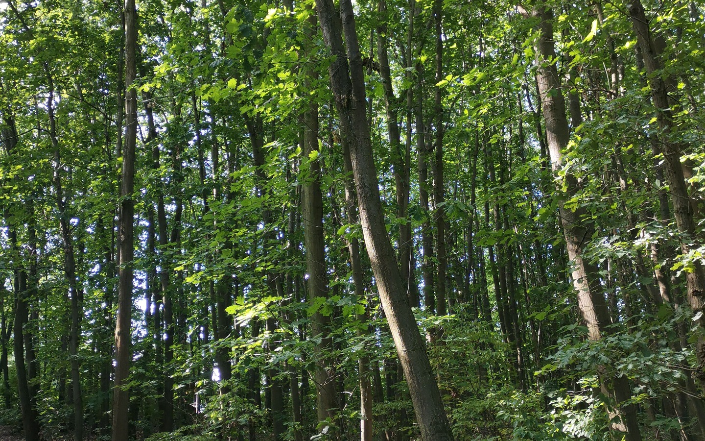 item_1125272_pic_1_orig